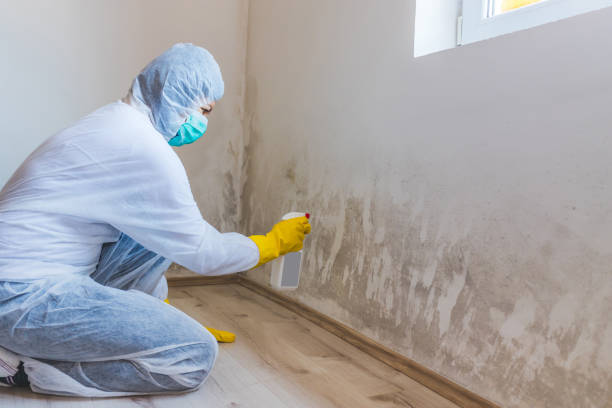 Licensed Mold Testing service in Bayville, NY - WQB Mold Removal